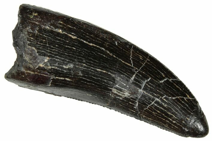 Serrated Tyrannosaur Tooth - Two Medicine Formation #303593